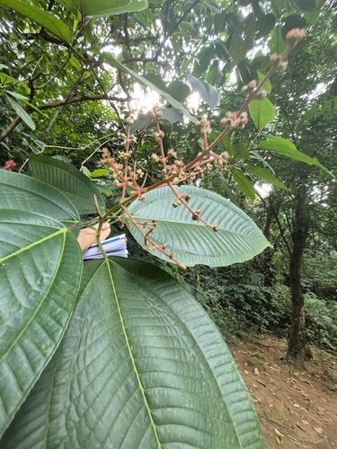 Miconia calvescens, photograph 6