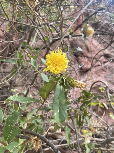 Hyaloseris salicifolia, 2026-08-23