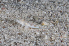 Diplogrammus goramensis