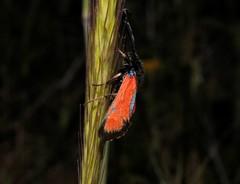 Zygaena punctum