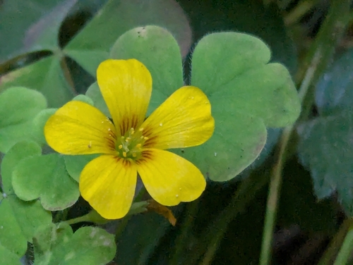 Oxalis suksdorfii