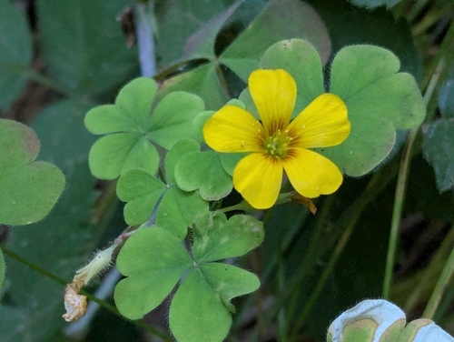 Oxalis suksdorfii, photograph 1
