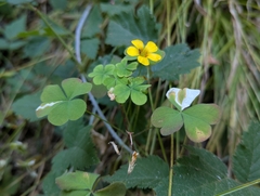 Oxalis suksdorfii, photograph (c) David Anderson, some rights reserved (CC BY)