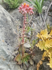 Dudleya cymosa pumila