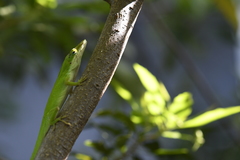Anolis carolinensis