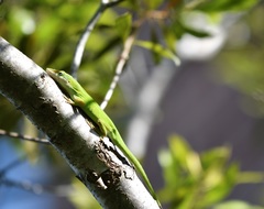 Anolis carolinensis