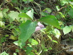 Trillium catesbaei