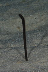 Heteroconger hassi