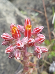 Dudleya cymosa pumila