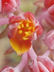 Dudleya cymosa pumila