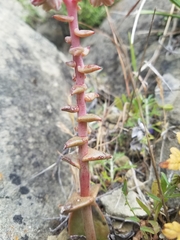 Dudleya cymosa pumila