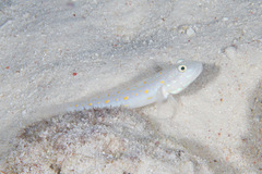 Valenciennea puellaris