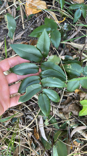 Pellaea paradoxa observed 2026-08-23