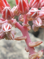 Dudleya cymosa pumila