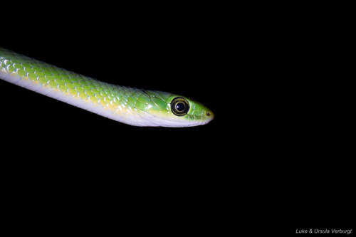 Green Water Snake