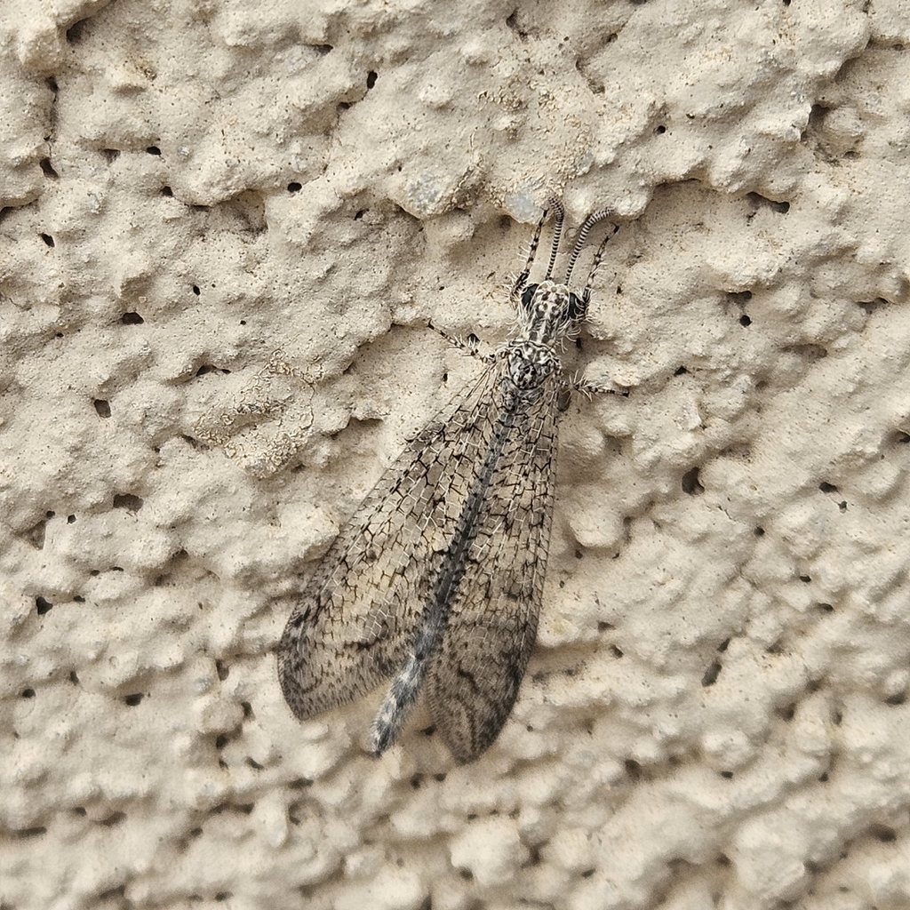 Chaetoleon variabilis