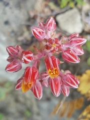 Dudleya cymosa pumila