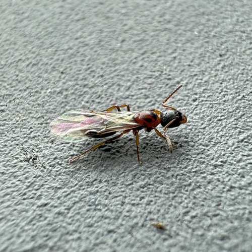 Dolichoderus quadripunctatus