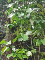 Gnetum luofuense