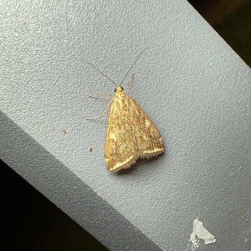 Beet Webworm Moth