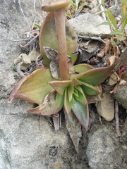 Dudleya cymosa pumila