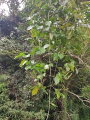 Gnetum luofuense