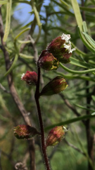 Lithophragma maximum