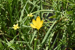 Zephyranthes pulchella