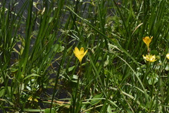 Zephyranthes pulchella