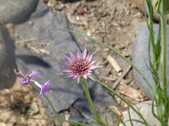 Tragopogon porrifolius