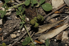 Medicago turbinata