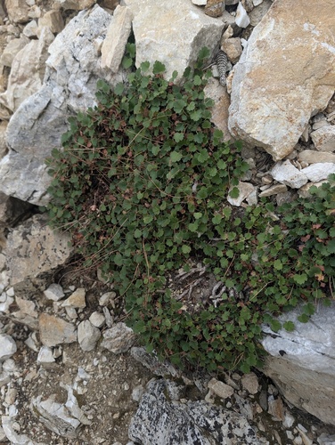 Heuchera rubescens, photograph 6