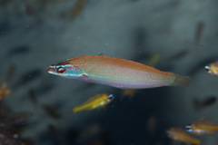 Pseudocoris yamashiroi