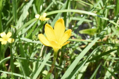 Zephyranthes pulchella