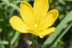 Zephyranthes pulchella