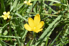 Zephyranthes pulchella