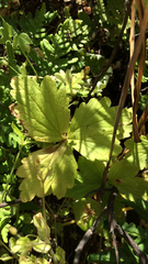 Lithophragma maximum
