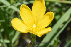 Zephyranthes pulchella