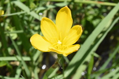 Zephyranthes pulchella