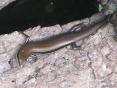 Marisora brachypoda