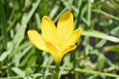 Zephyranthes pulchella