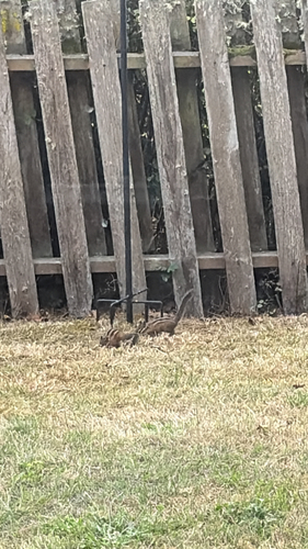 Townsend's Chipmunk