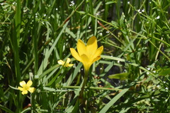 Zephyranthes pulchella