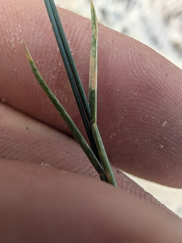 Poa glauca, photograph 4