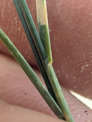 Poa glauca, photograph (c) Trevor Van Loon, some rights reserved (CC BY)
