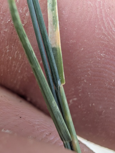 Poa glauca, photograph 5