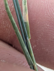 Poa glauca, photograph (c) Trevor Van Loon, some rights reserved (CC BY)