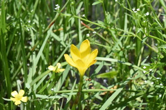 Zephyranthes pulchella