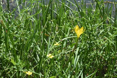 Zephyranthes pulchella
