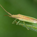 Grass Bug - Photo (c) Gilles San Martin, some rights reserved (CC BY-SA), uploaded by Gilles San Martin